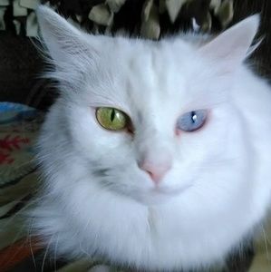 Meet your Posher, Marge